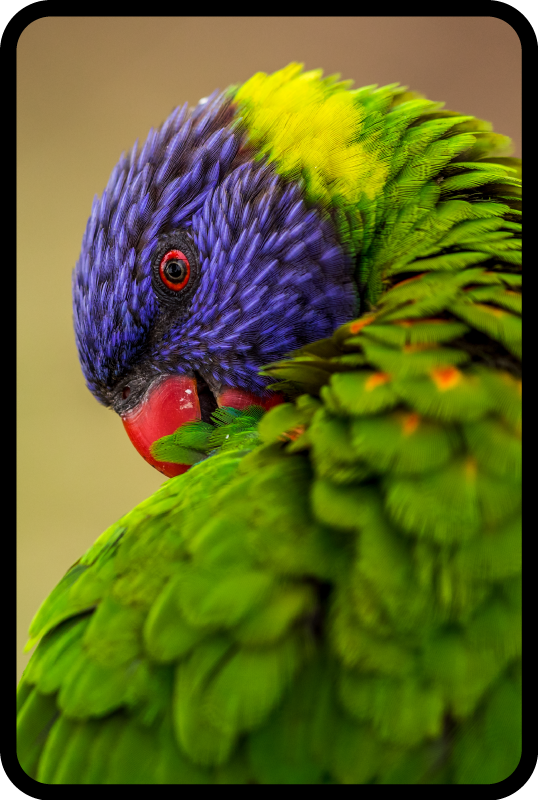 Aflombra vinílica animales retrato colorido de loro - TenVinilo