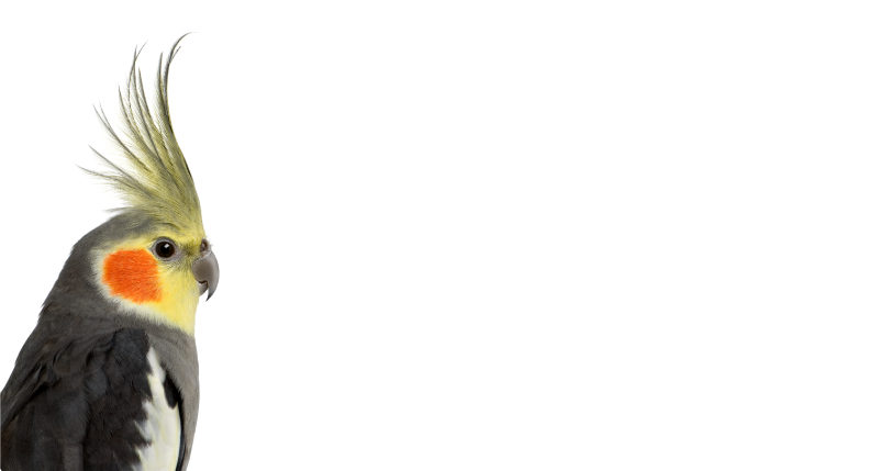 Aflombra vinílica animales silueta de cacatúa - TenVinilo