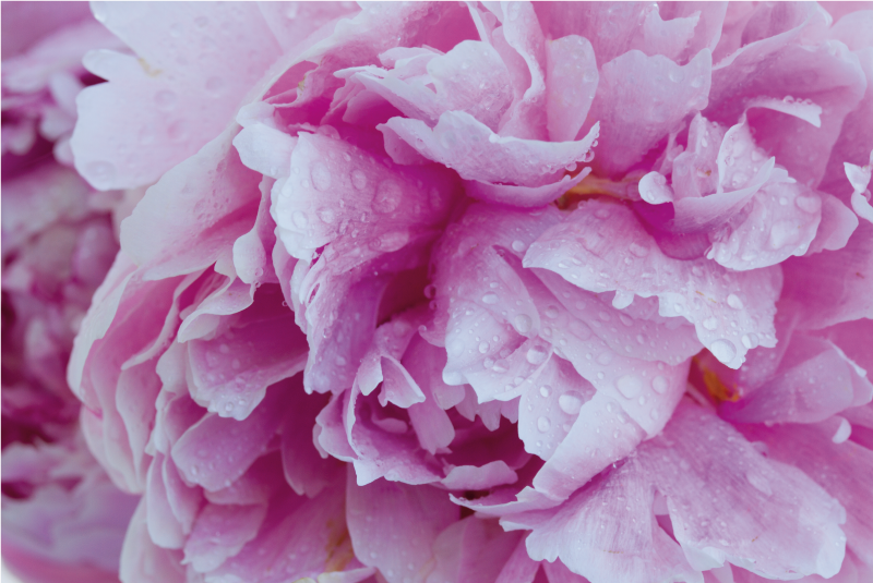Alfombra vinílica flores flor de peonía rosada - TenVinilo