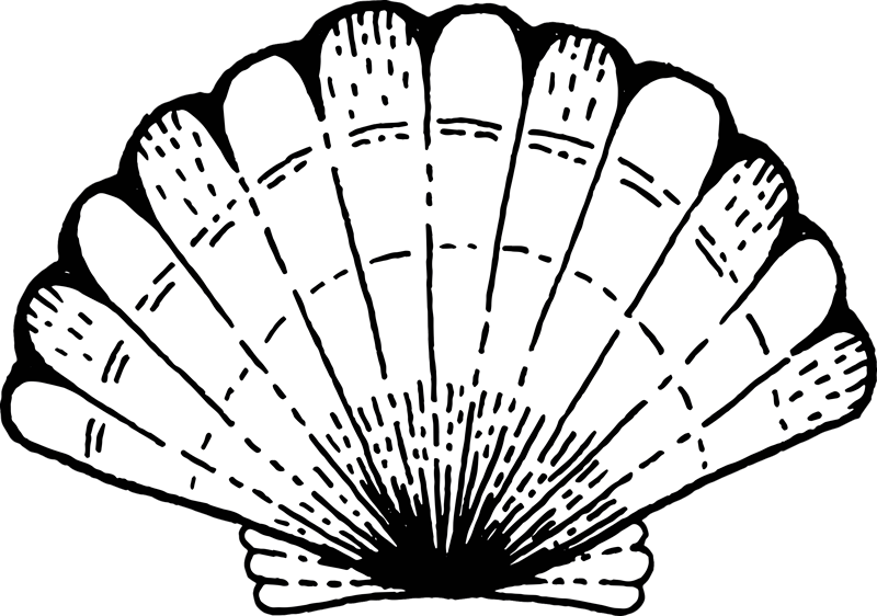 Alfombra vinílica naturaleza acento con estampado de conchas - TenVinilo