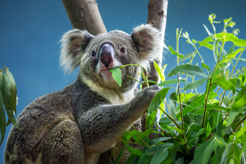 Aflombra vinílica animales koala en la naturaleza - TenVinilo