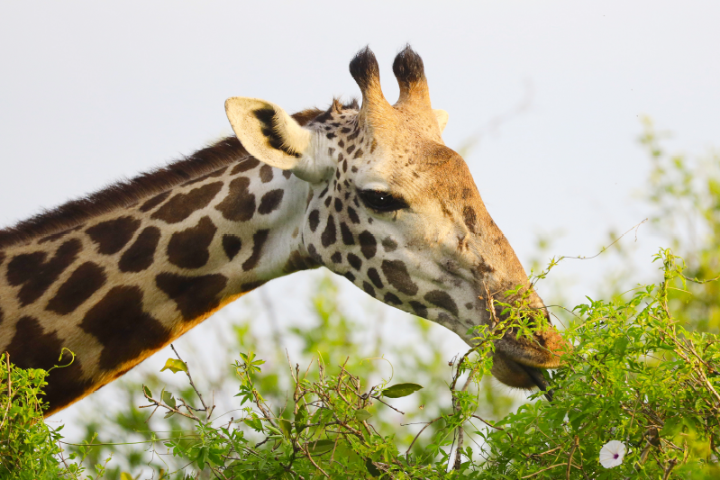 Aflombra vinílica animales jirafa comiendo verduras - TenVinilo