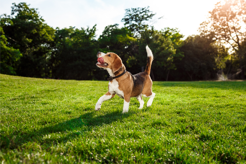 Aflombra vinílica animales beagle feliz corriendo - TenVinilo