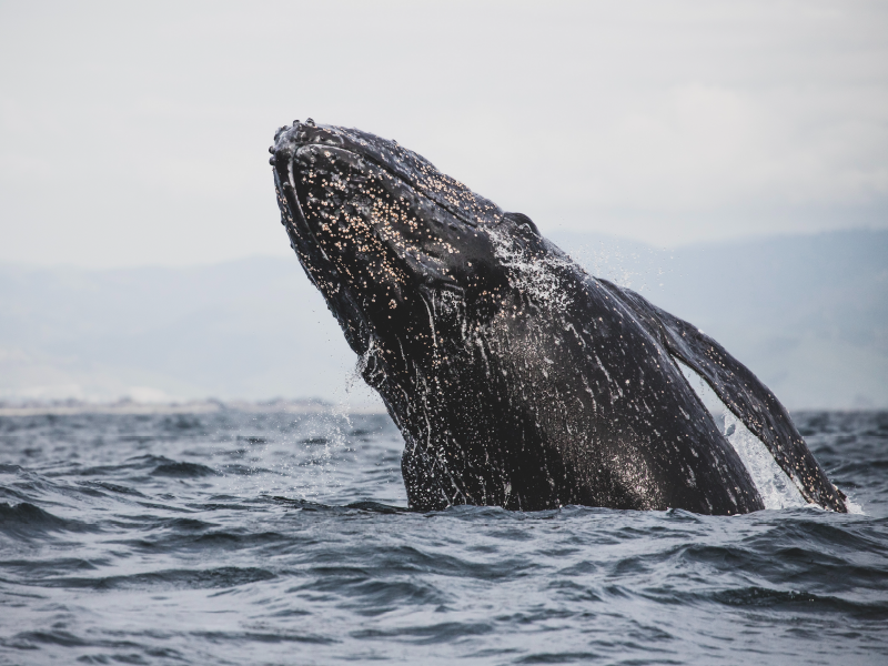 Alfombra vinílica naturaleza majestuoso salto de ballena - TenVinilo