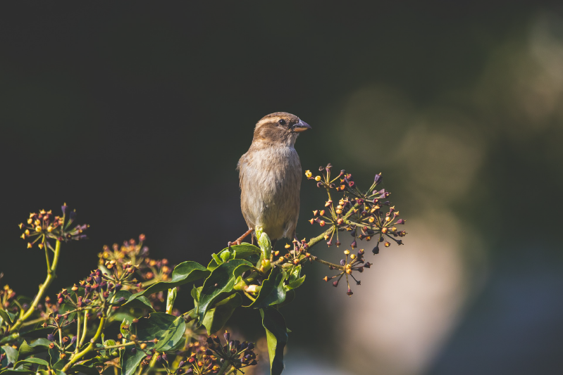 Alfombra vinílica naturaleza pájaro encantador posado - TenVinilo