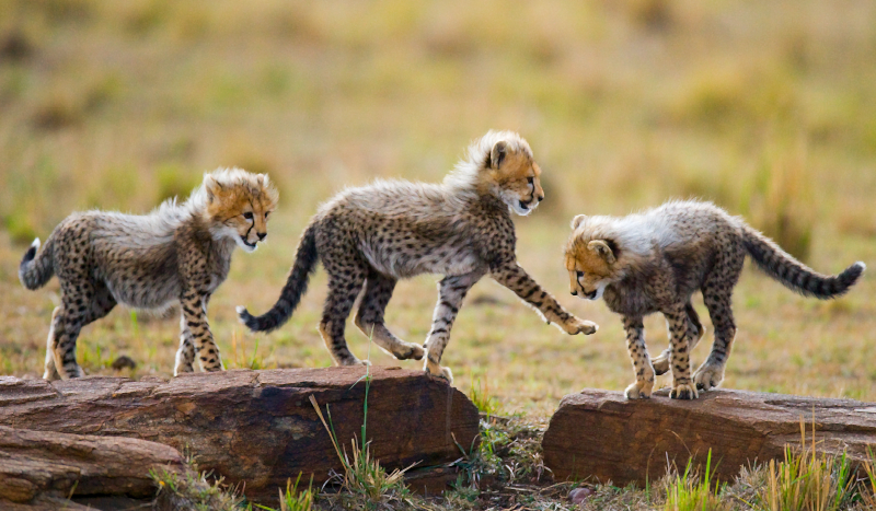Aflombra vinílica animales aventura de cachorros de guepardo - TenVinilo