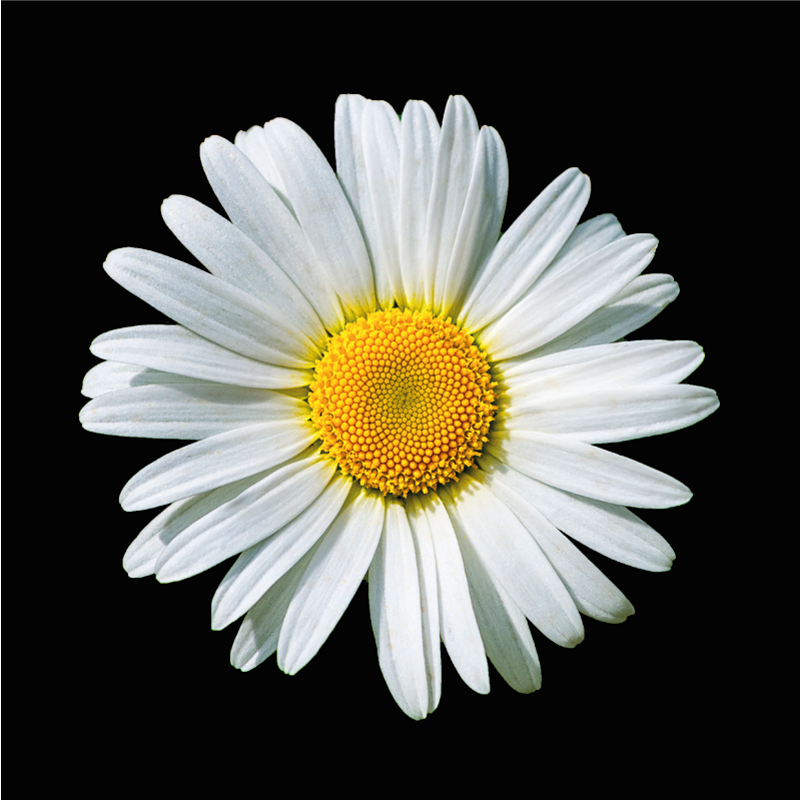 Alfombra vinílica dormitorio Flor de margarita blanco y negro - TenVinilo