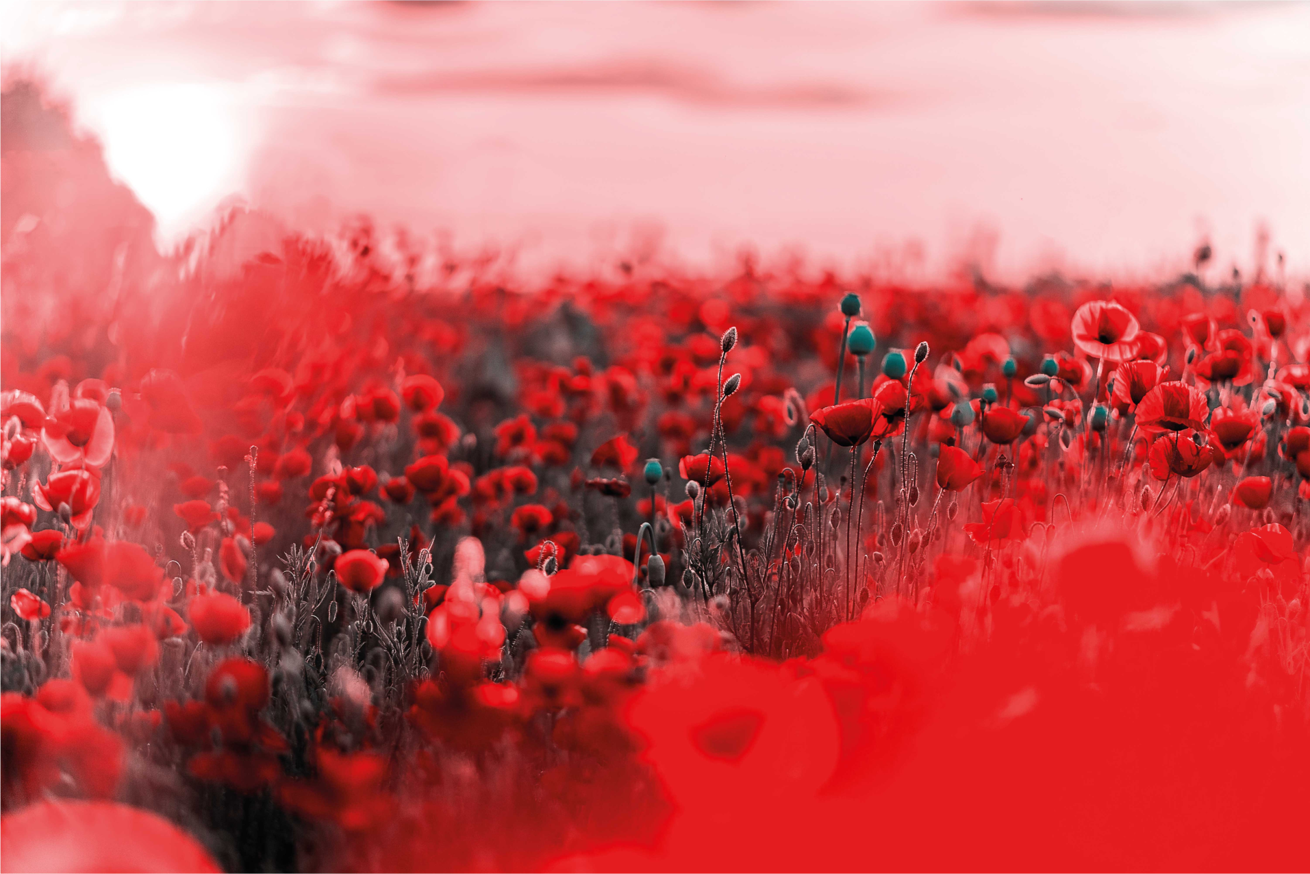 Alfombra vinílica flores escena floral roja - TenVinilo