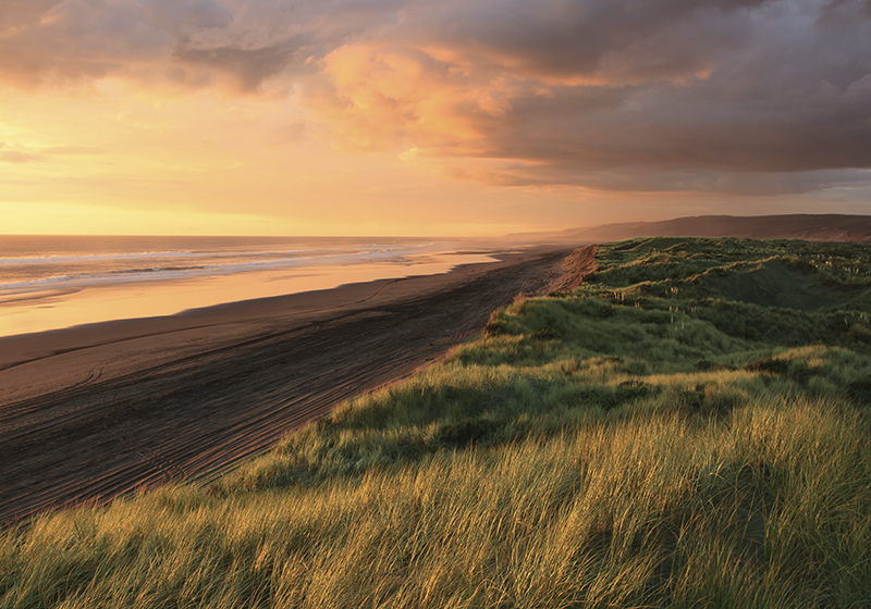 Alfombra vinílica dormitorio Pasto verde durante la hora dorada - TenVinilo