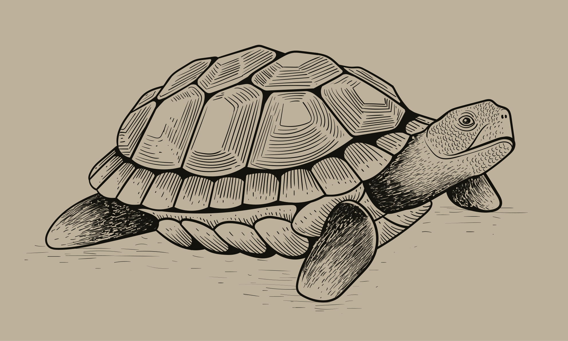 Aflombra vinílica animales ilustración de tortuga - TenVinilo
