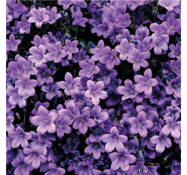 Papel tapiz flores violetas difusas - TenVinilo