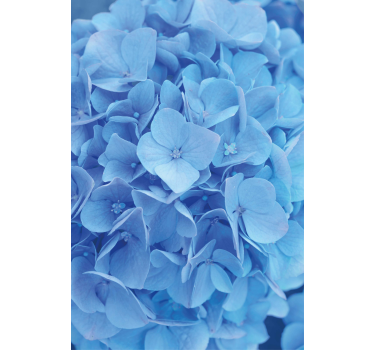 Papel tapiz flores hortensia - TenVinilo